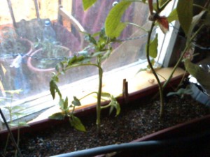 маленький помидор в фитофильтре